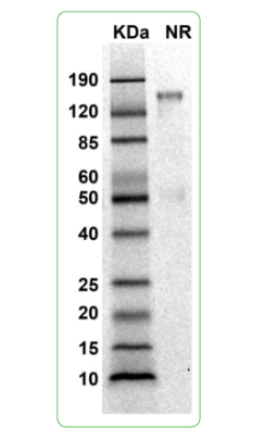 MW: Molecular Weight marker reduced condition
NR: TROP-2 dimer under non-reduced condition